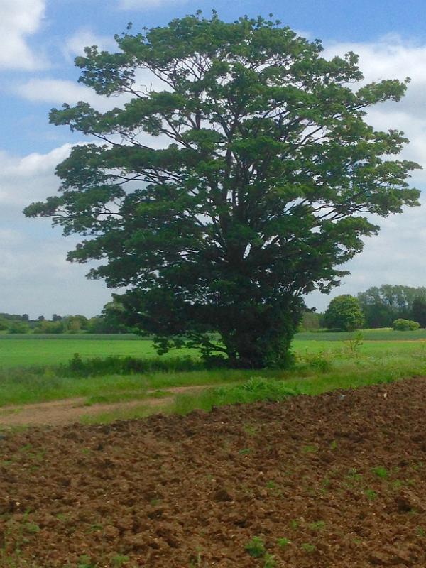 Oak_Tree_in_field_01